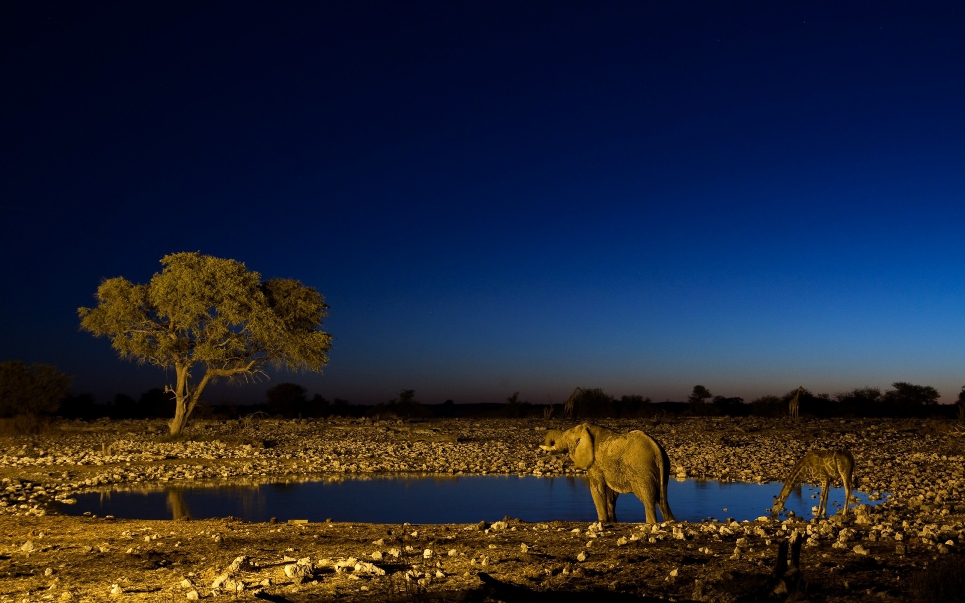 animals sunset desert dawn sky landscape evening arid outdoors dusk nature travel barren dry sun elephant