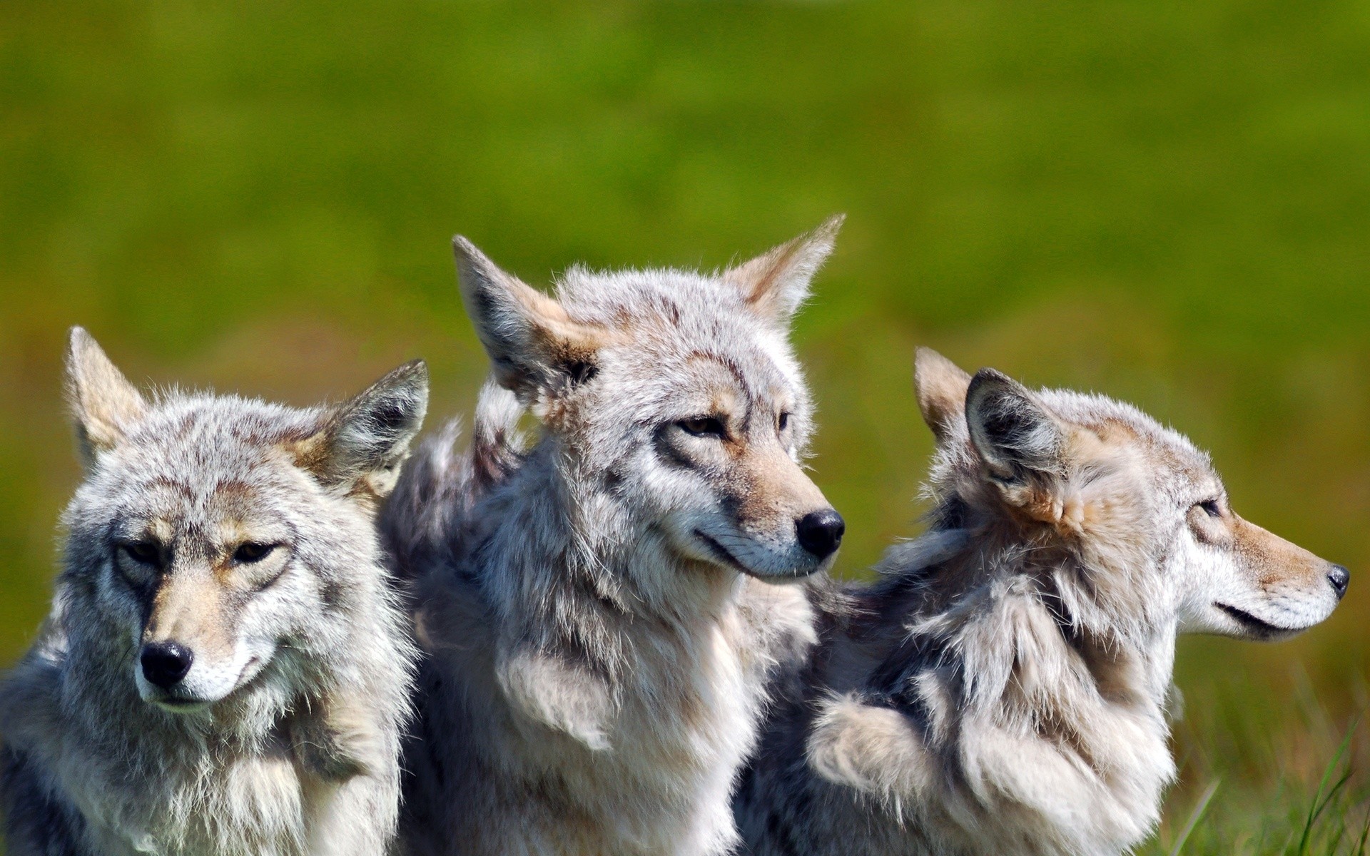 animali mammifero fauna selvatica lupo animale selvaggio predatore natura canino pelliccia zoo mangiatore di carne ritratto canis visualizzazione peloso cane lupi