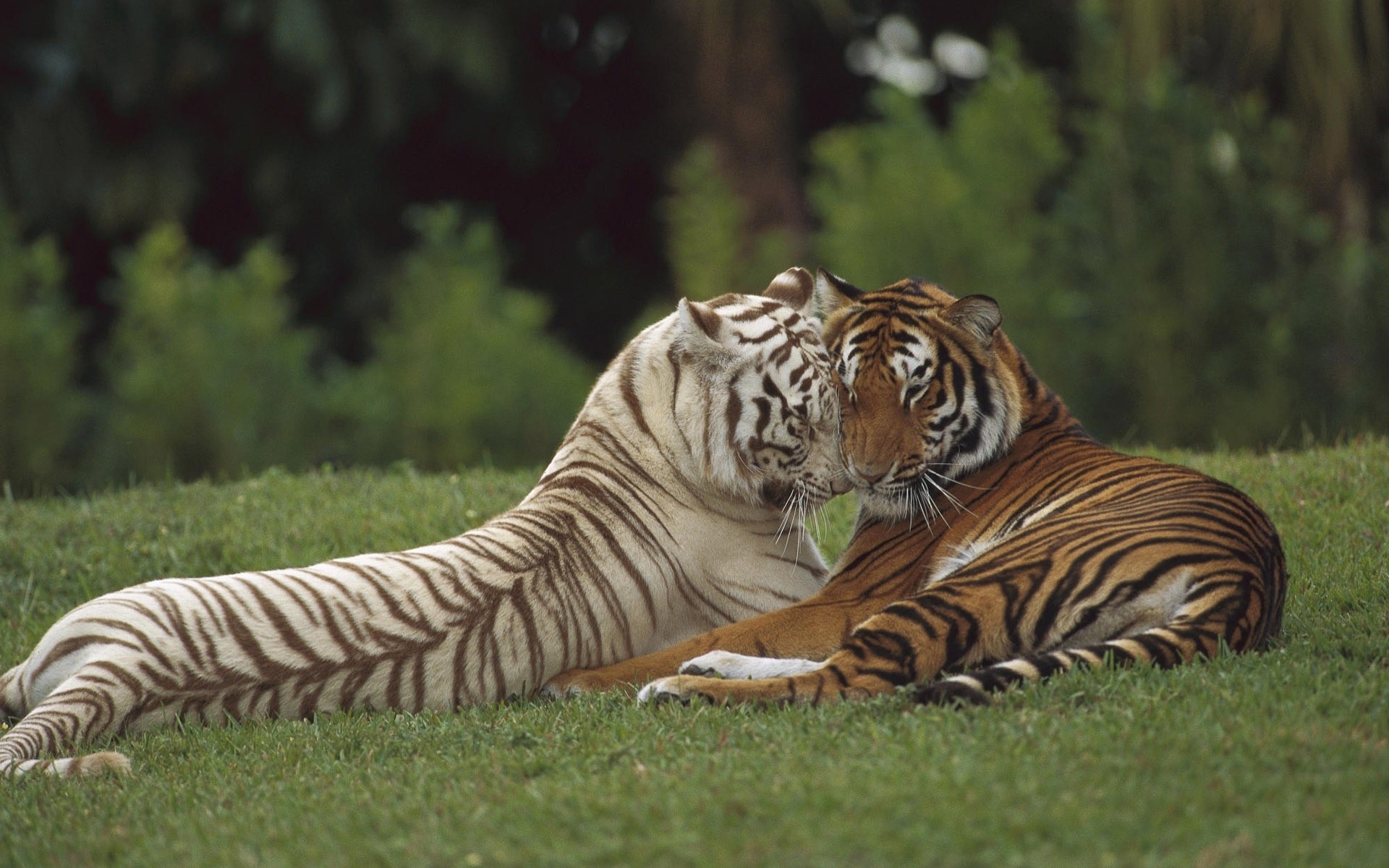 animais tigre vida selvagem gato mamífero tira selvagem selva jardim zoológico caçador safari predador animal agressão natureza perigo grande pele olhando comedor de carne caça tigres