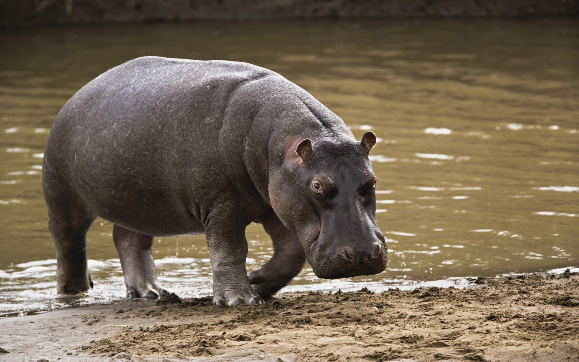 animali mammifero fauna selvatica acqua selvaggio natura animale all aperto zoo pericolo uno ippopotamo