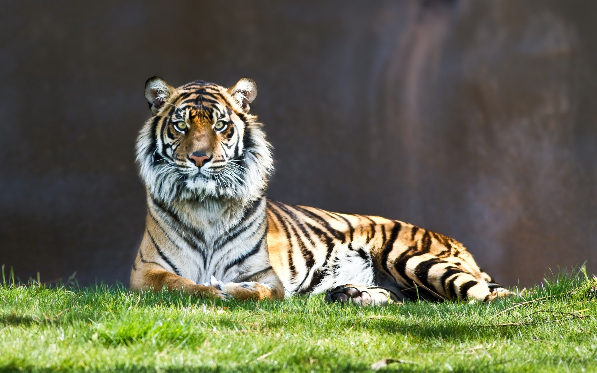 animali tigre fauna selvatica gatto mammifero animale selvaggio giungla predatore cacciatore mangiatore di carne striscia natura grande zoo safari pelliccia caccia ritratto