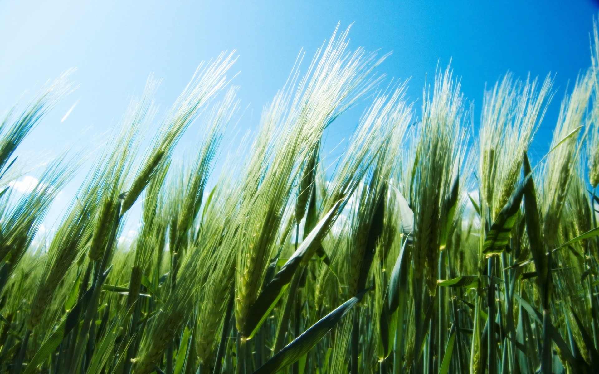 plantes pâturage céréales blé rural croissance récolte été ferme champ agriculture pain maïs soleil nature herbe campagne paille terres agricoles seigle