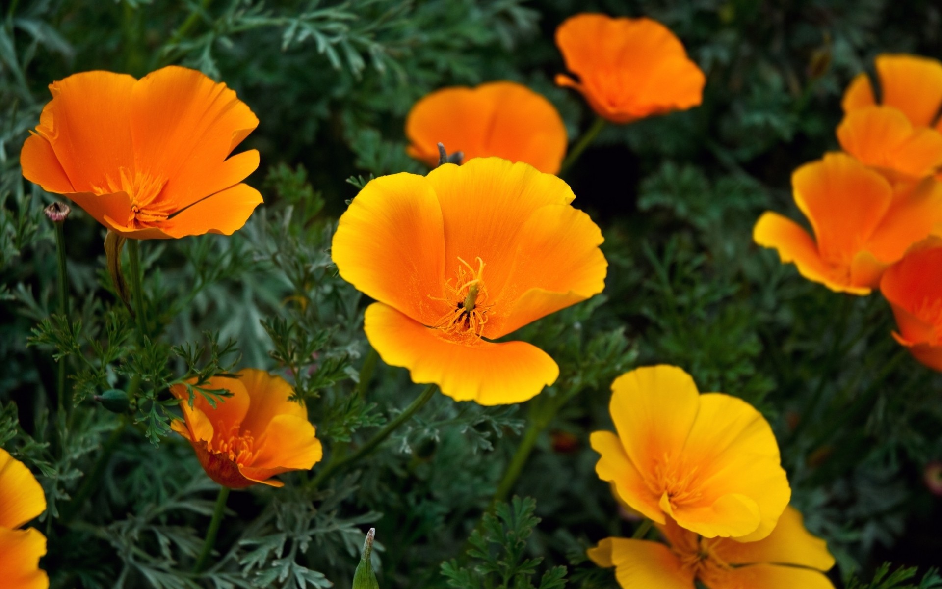 fiori natura fiore flora estate foglia giardino colore luminoso floreale campo petalo fioritura bel tempo stagione erba sole fieno all aperto