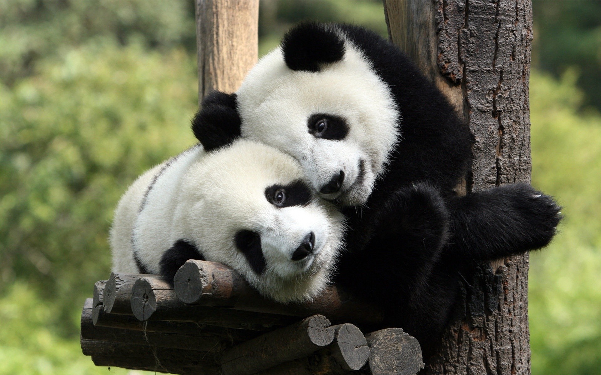 animaux mammifère la faune la nature bois animal sauvage zoo mignon fourrure arbre à l extérieur panda