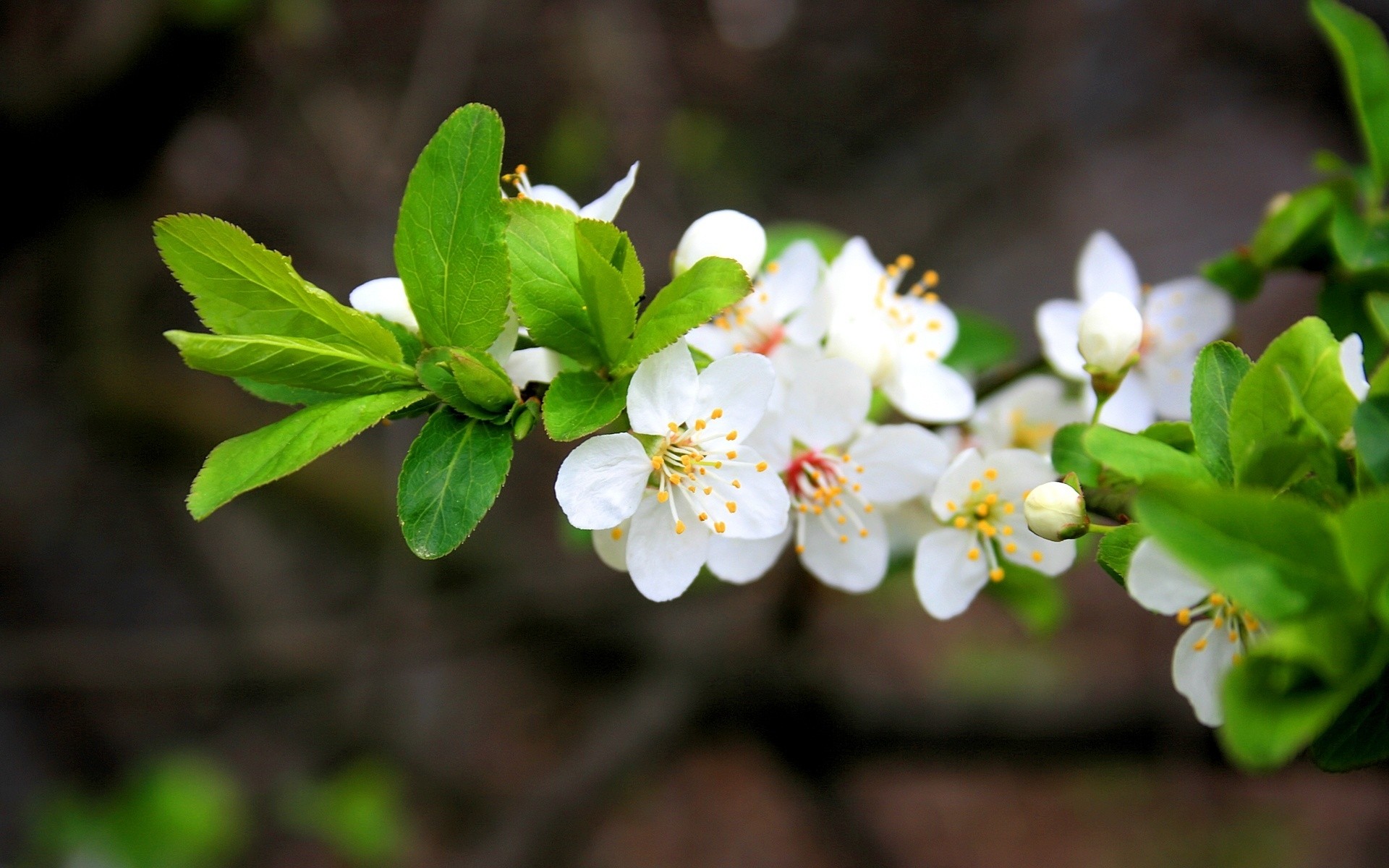 flowers nature flower leaf flora tree garden branch growth blooming season bud cherry outdoors close-up floral petal park apple summer