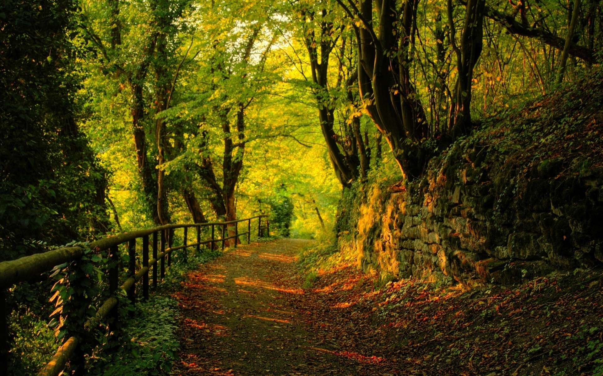 sonbahar ahşap sonbahar yaprak manzara ağaç doğa şafak park rehberlik güzel hava koşulları yemyeşil doğal patika açık havada güneş sis yol iz ortamlar