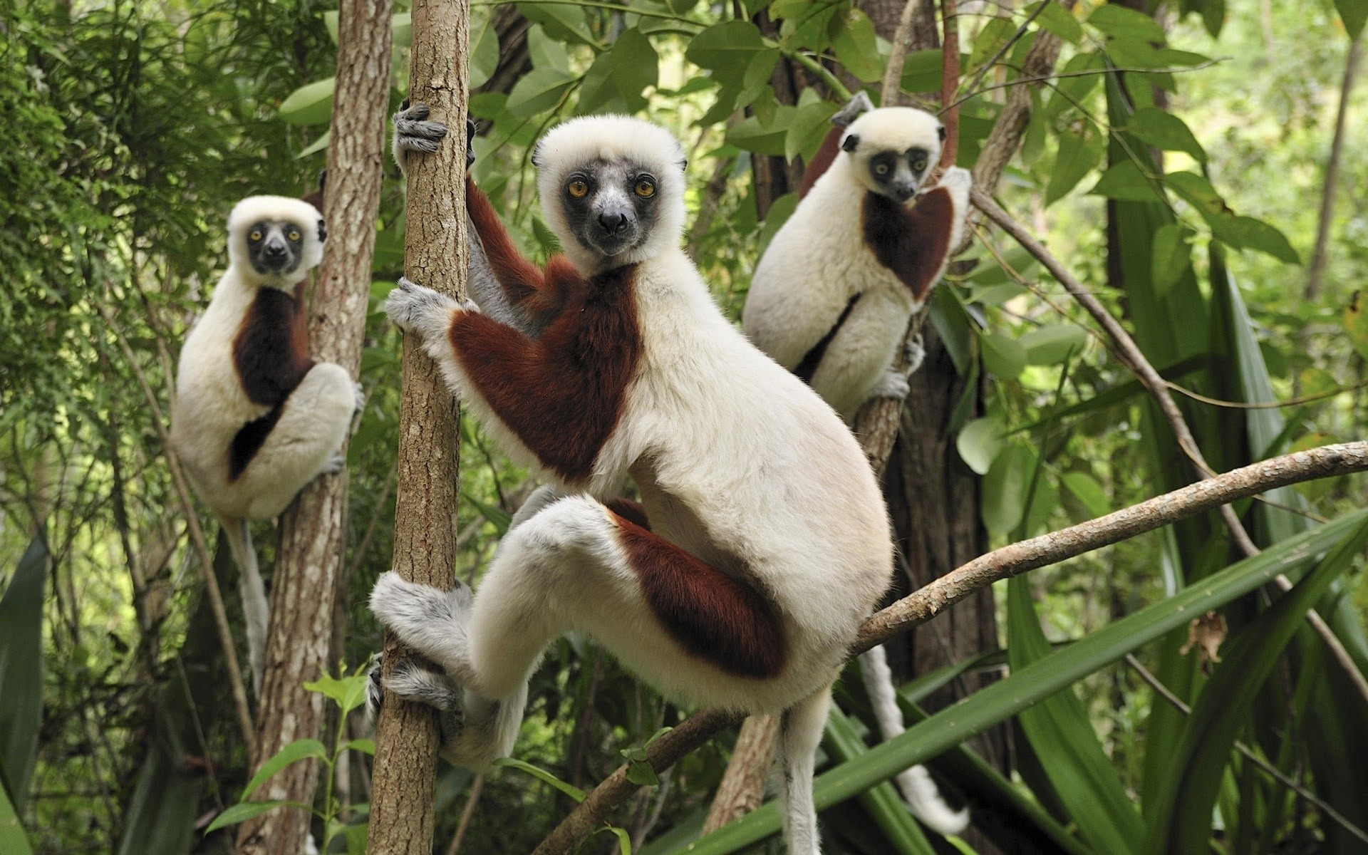 animais vida selvagem animal natureza selvagem jardim zoológico mamífero ao ar livre selva pássaro fofa madeira macaco árvore macacos