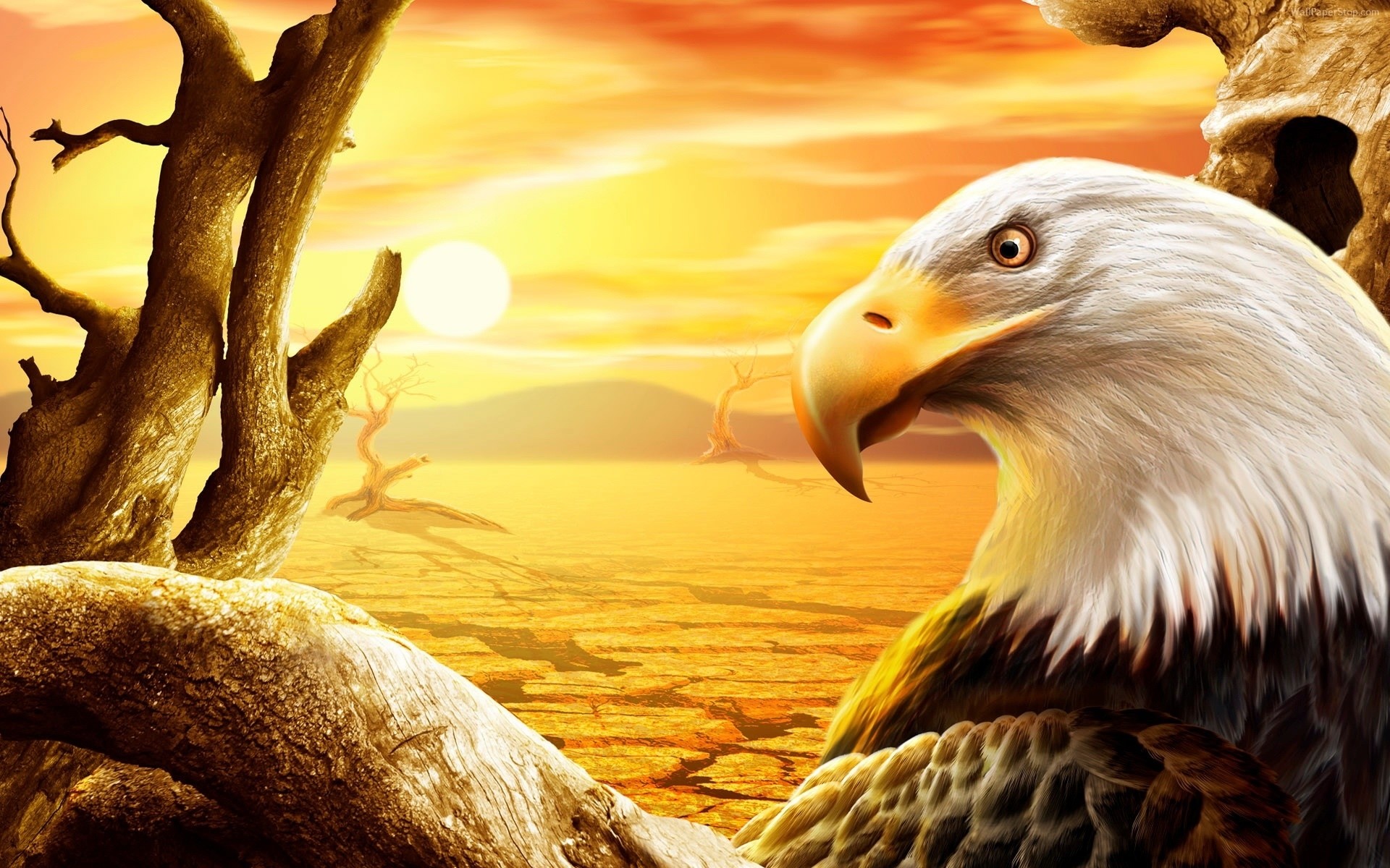 eagle nature bird animal raptor wildlife