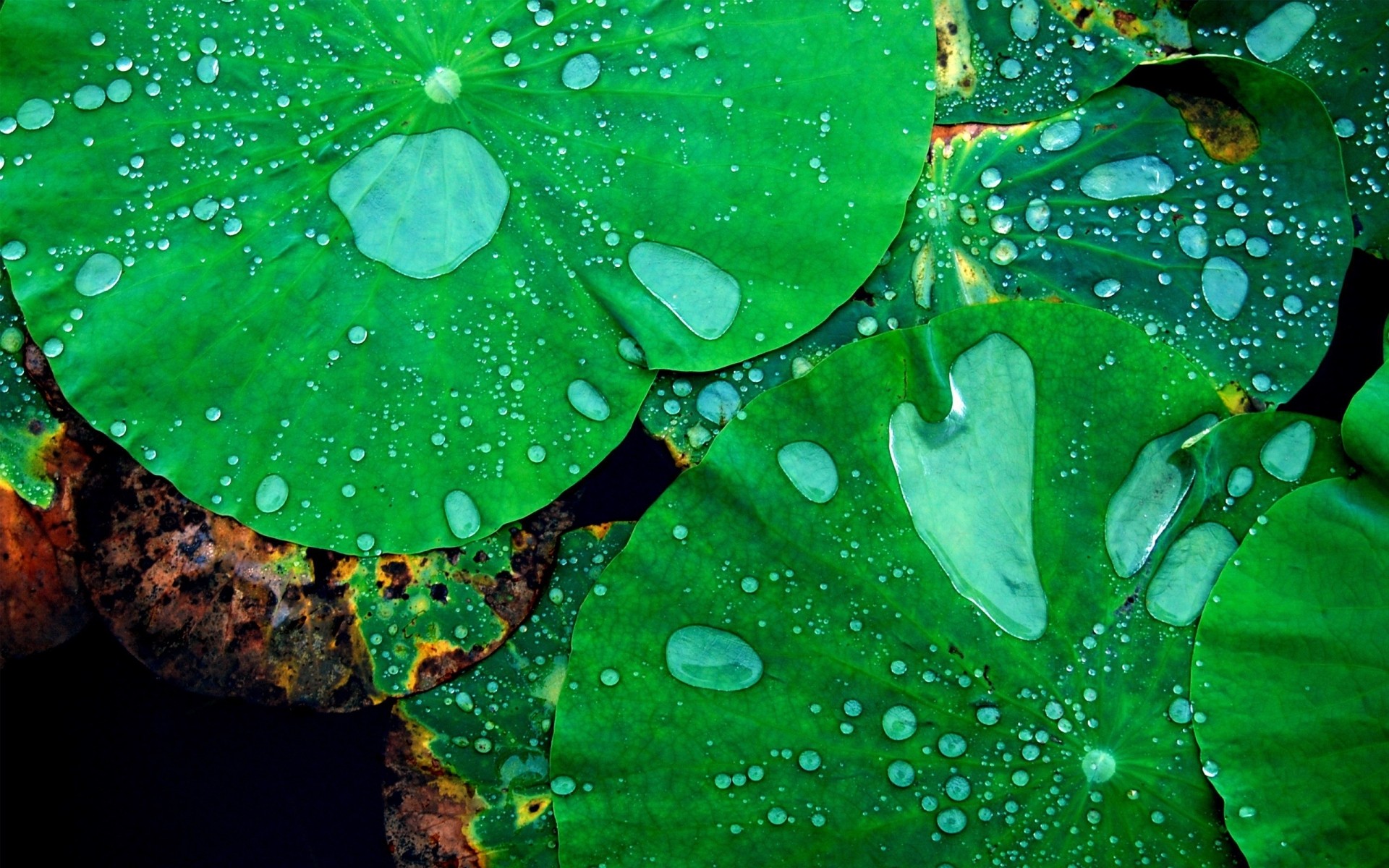 plantas folha gota chuva orvalho flora molhado natureza jardim água desktop abstrato gotas flor cor verão ambiente textura brilhante