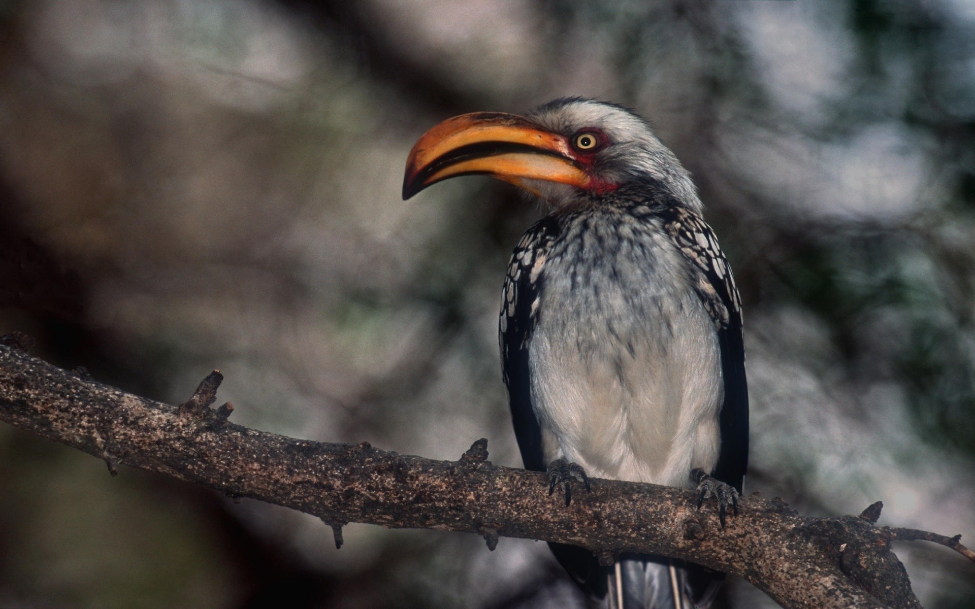 birds bird wildlife nature avian wild animal outdoors beak