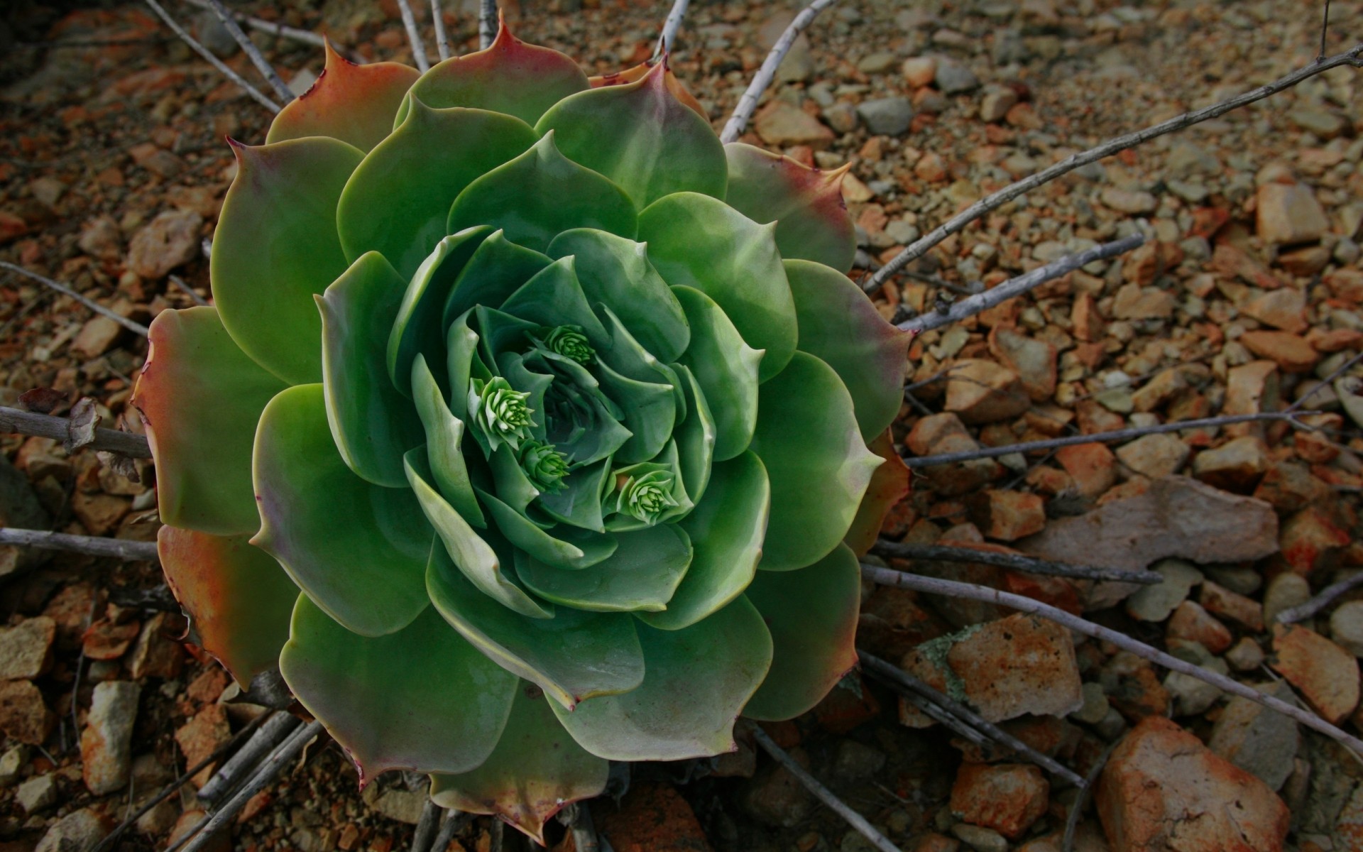 plants nature flora leaf cactus garden flower desktop color succulent close-up outdoors pattern