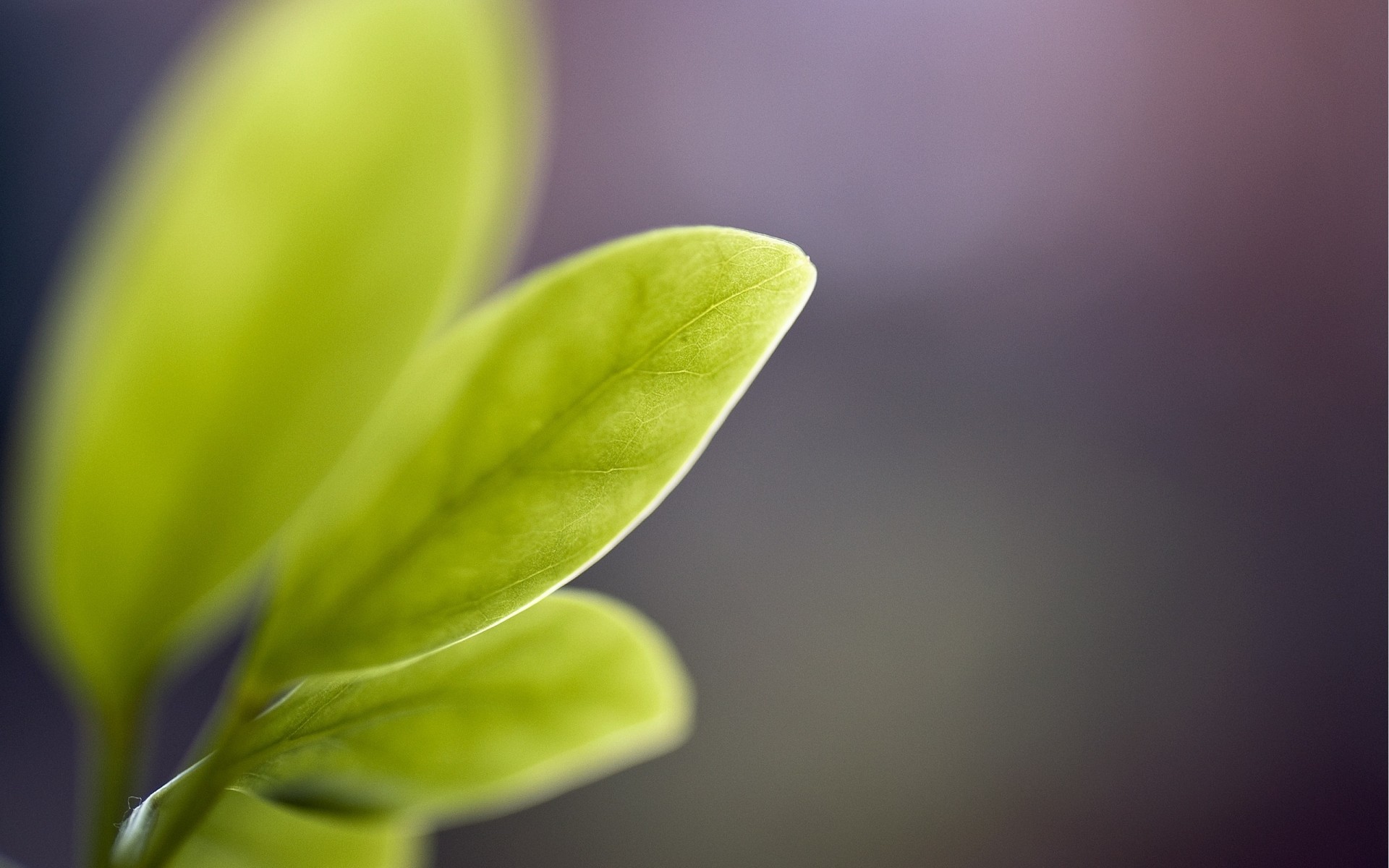 plantes feuille nature croissance flore flou dof pluie été rosée jardin lumineux