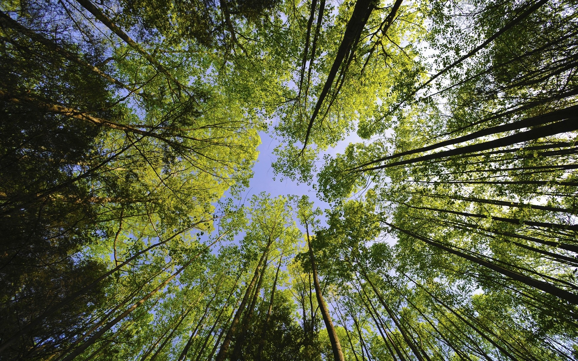 rośliny drewno natura drzewo park liść środowisko krajobraz oddział dobra pogoda świt bagażnik słońce sezon bujny wzrost słoneczny jasny etap flora przewodnik