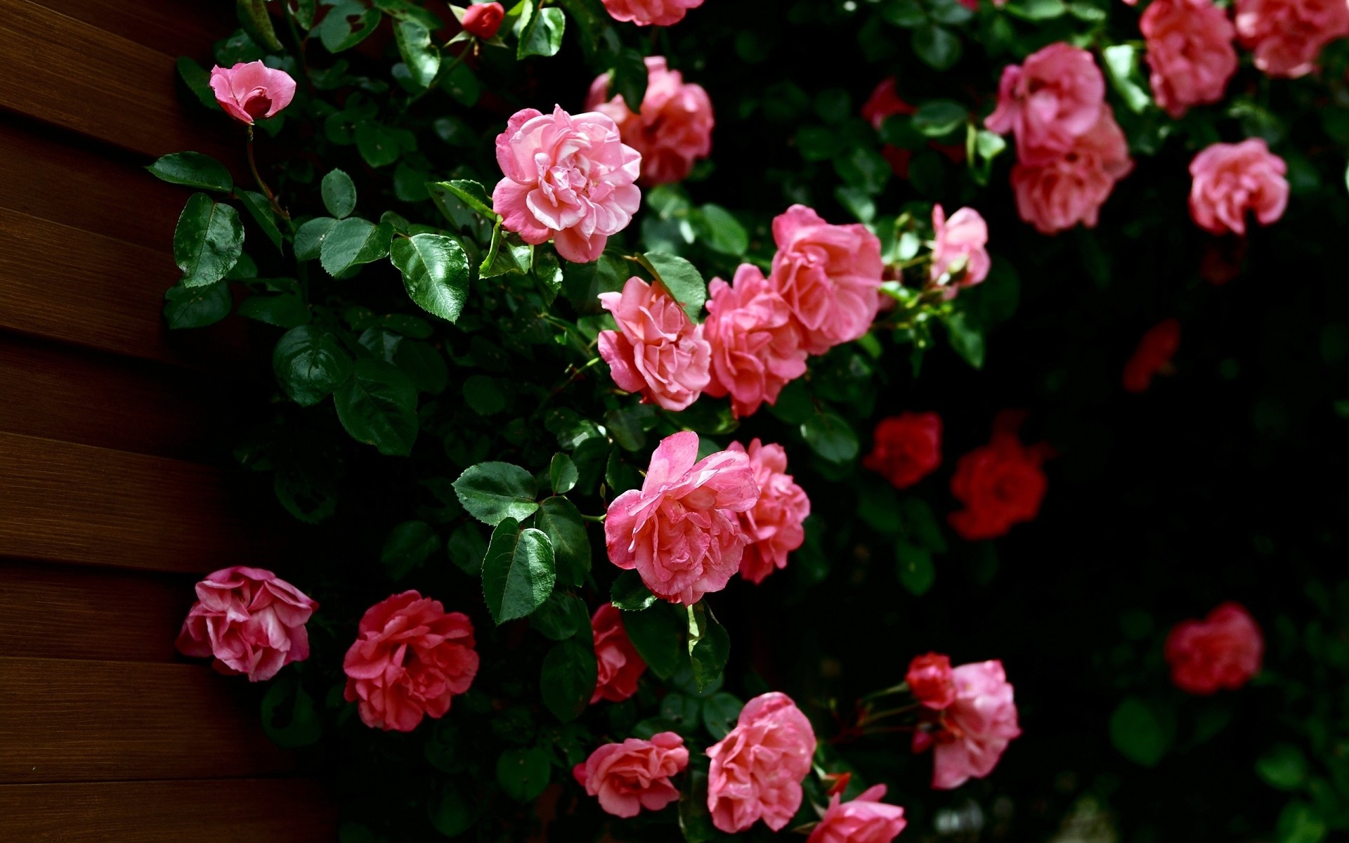 çiçekler çiçek bahçe yaprak flora doğa gül yaz çiçek çiçek açan petal büyüme dekorasyon renk