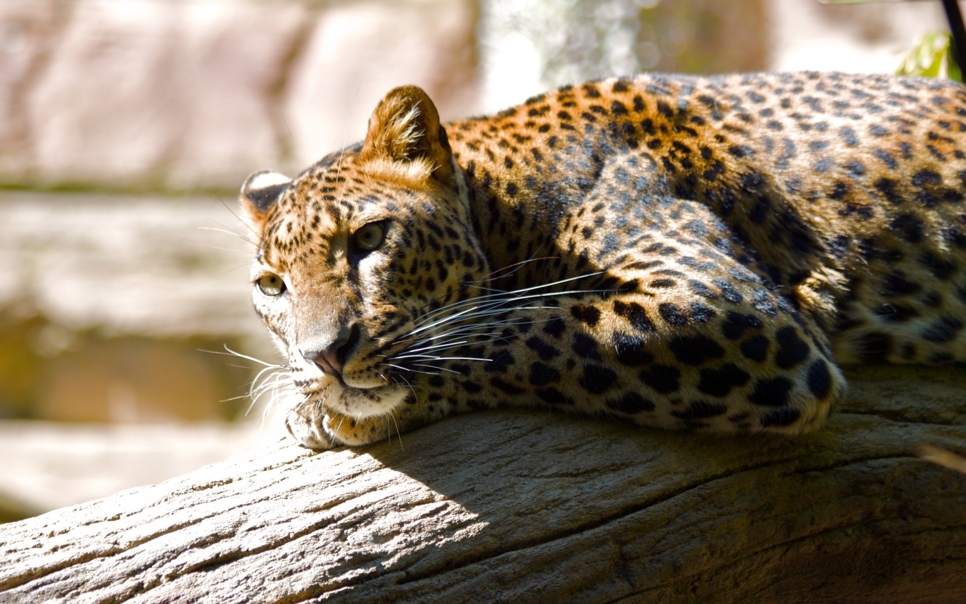 animaux chat faune mammifère prédateur zoo animal léopard nature mangeur de viande sauvage chasseur fourrure safari danger grand portrait