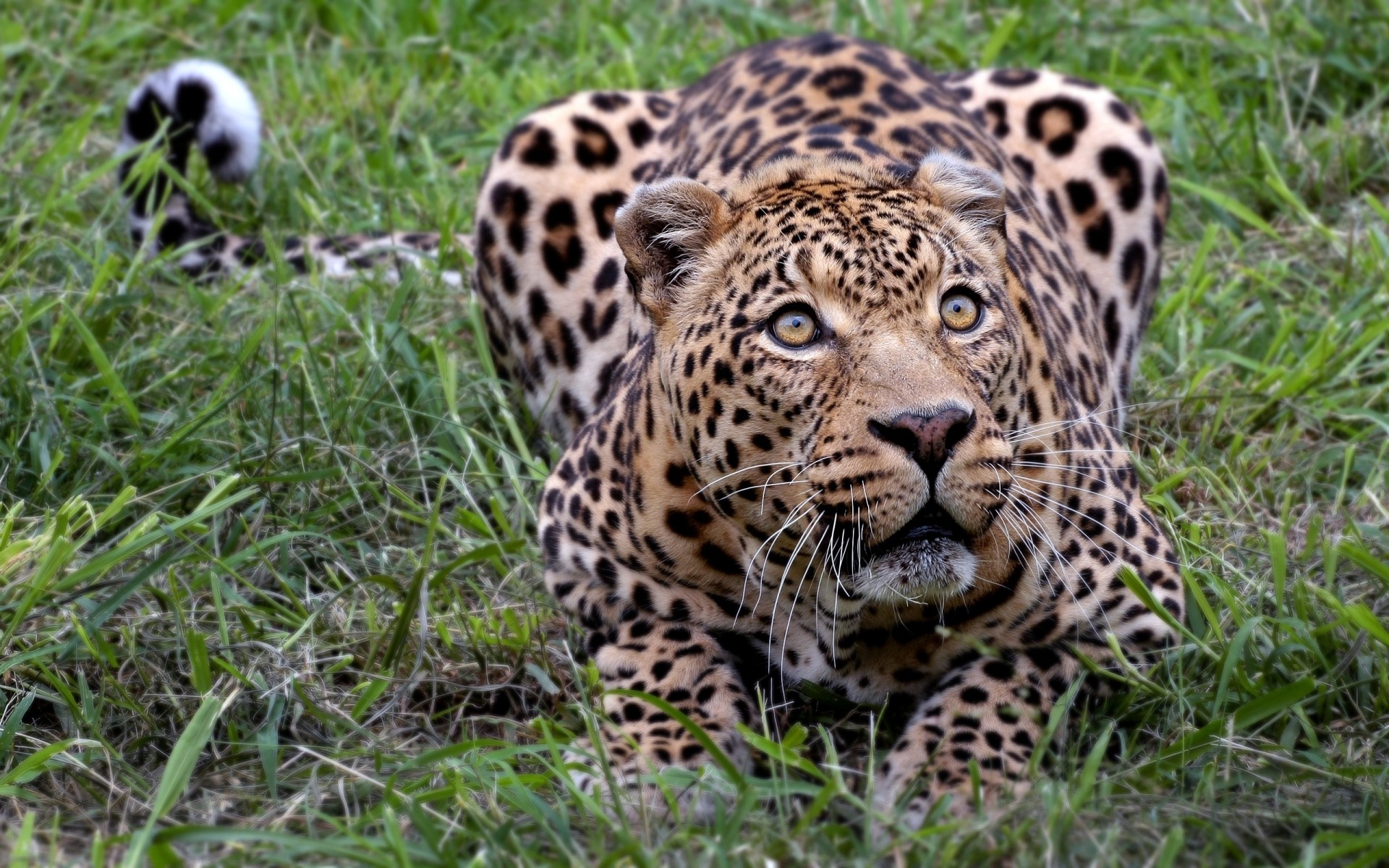 animais vida selvagem mamífero gato animal comedor de carne leopardo selvagem predador safari natureza caçador perigo