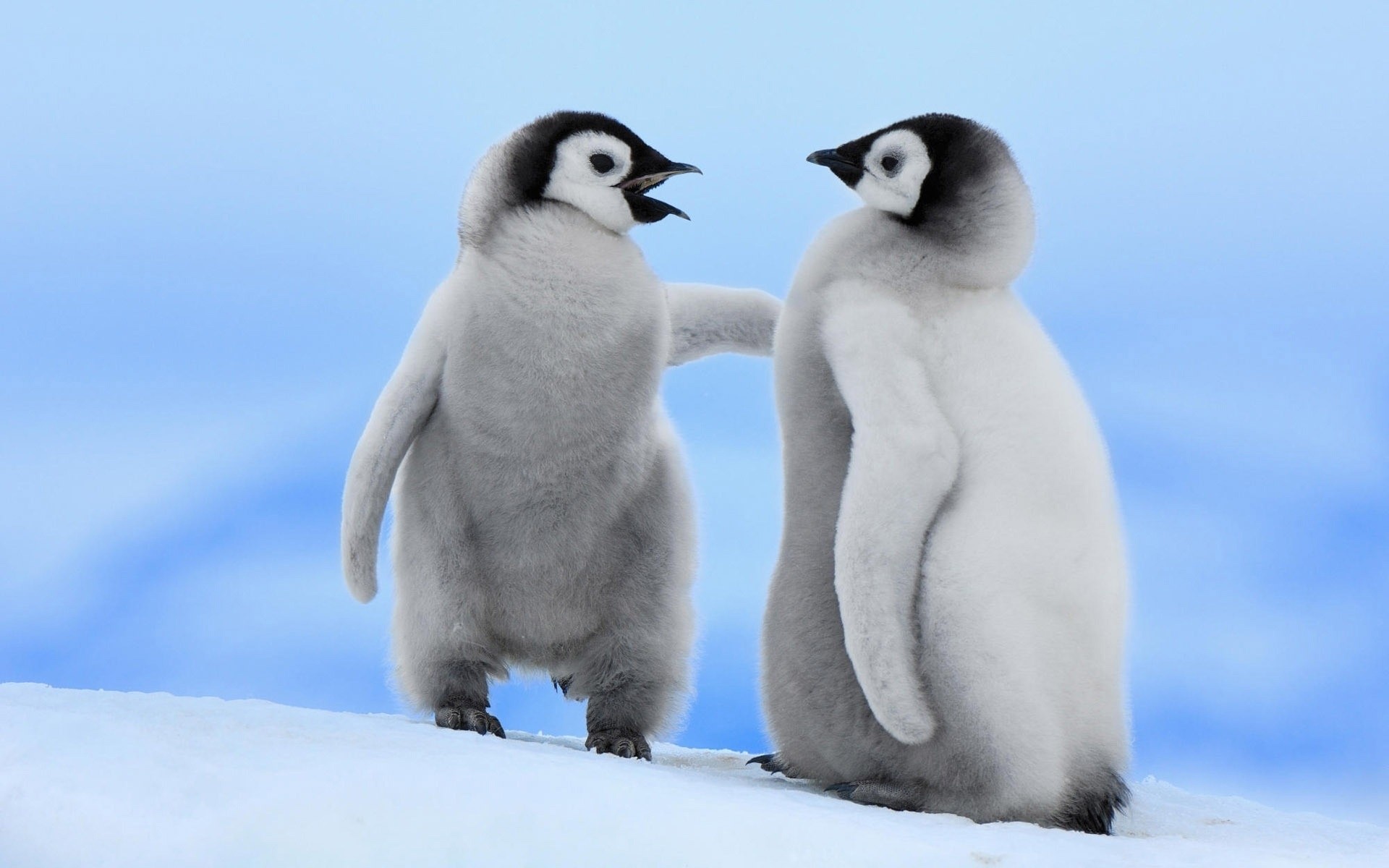 tiere schnee winter frostig vogel tierwelt kälte säugetier tier polar pinguin kind