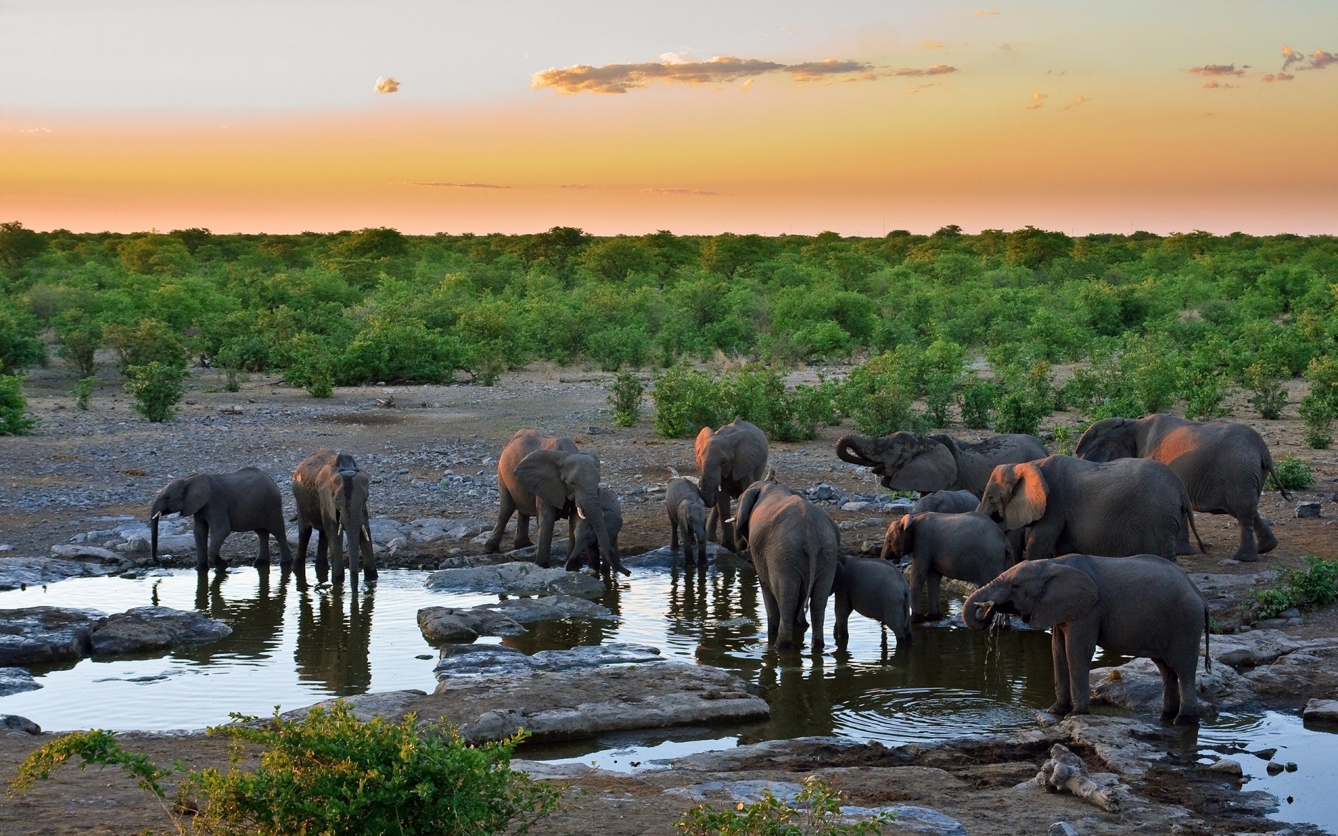 animals mammal wildlife elephant outdoors water herd travel nature elephants