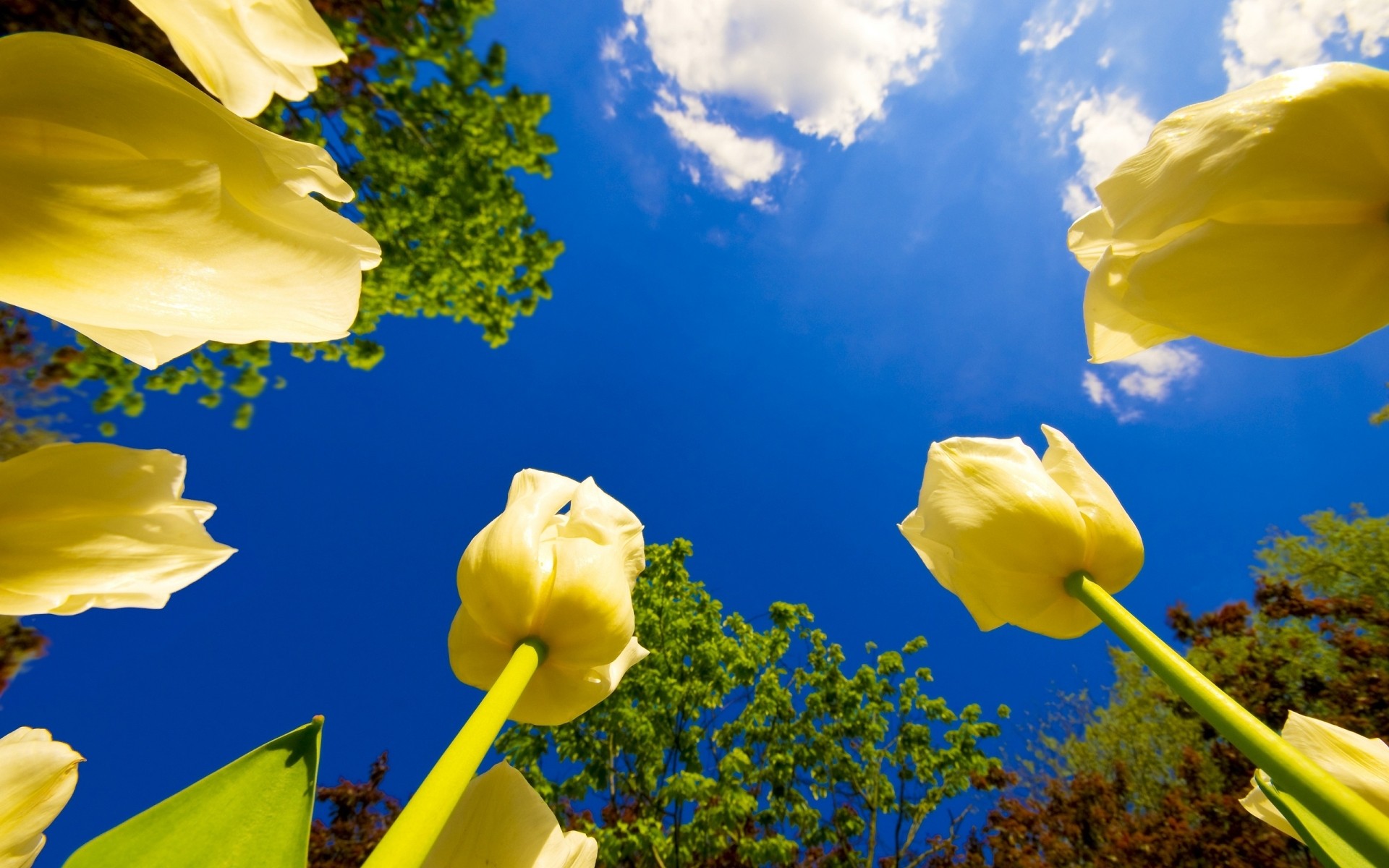 flores natureza folha brilhante verão flor céu flora bom tempo ao ar livre temporada sol crescimento páscoa cor