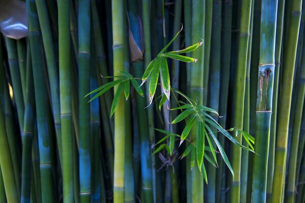 Hojas verdes de matorrales de bambú