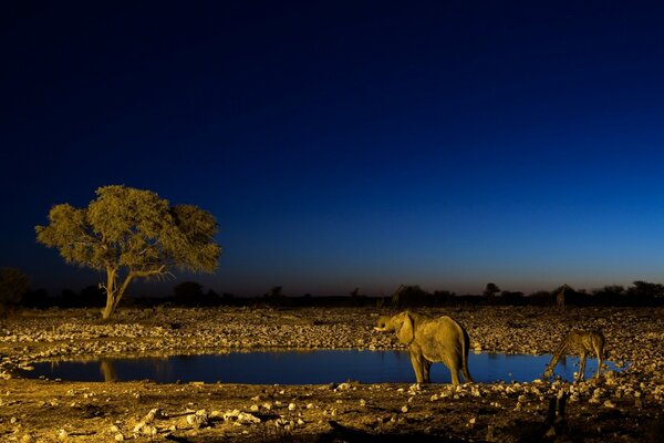 Tiere am Wasserloch beobachten den Sonnenuntergang