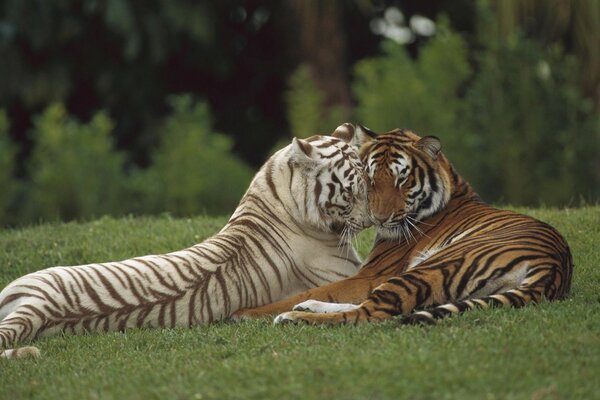 DEUX TIGRES AU REPOS SUR LE FOND DE LA FAUNE