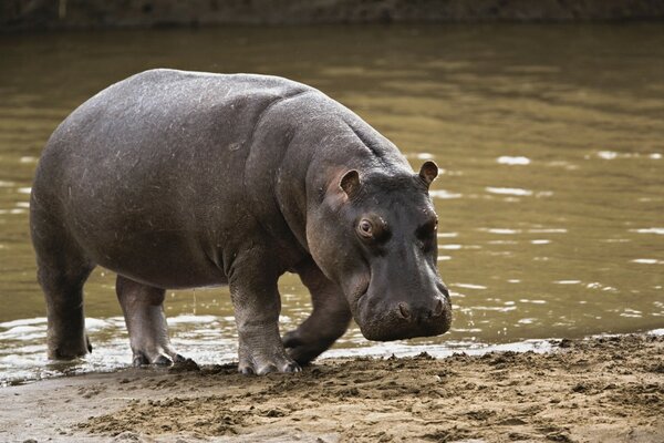 Hipopotam wyłania się z brudnej wody