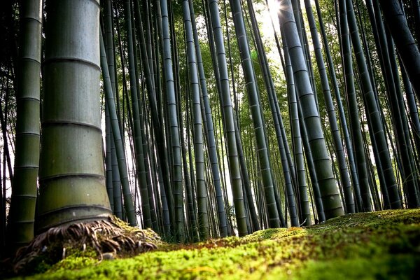 Bamboo grove large plants