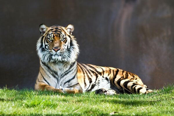 A wild tiger is lying on the green grass