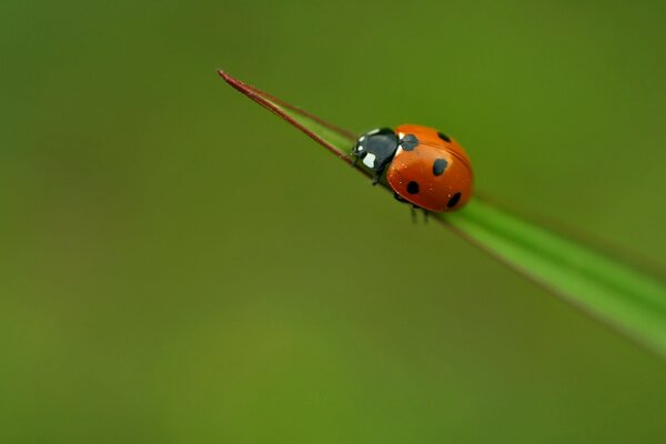 Coccinella su un filo d erba verde