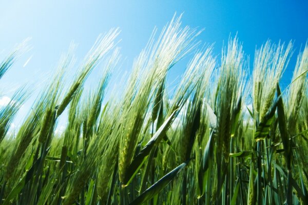 Wheat in a rural field