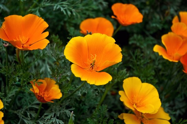 Muchas flores de naranja en verde