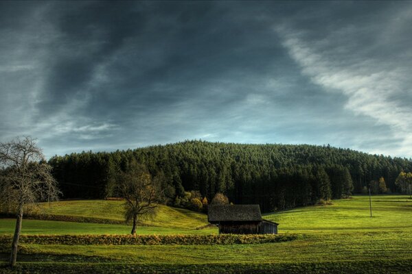 Arbre solitaire sur un beau paysage