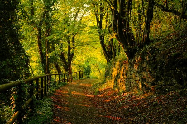 Paisaje del camino de otoño en el bosque