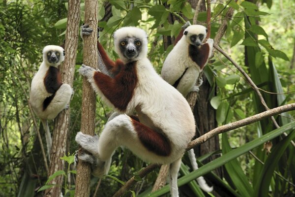 Wild animals on a tree in the forest