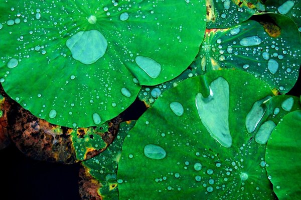 La lluvia se acumula en las hojas