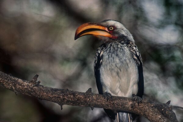 Avian Dieu ailé de l éther