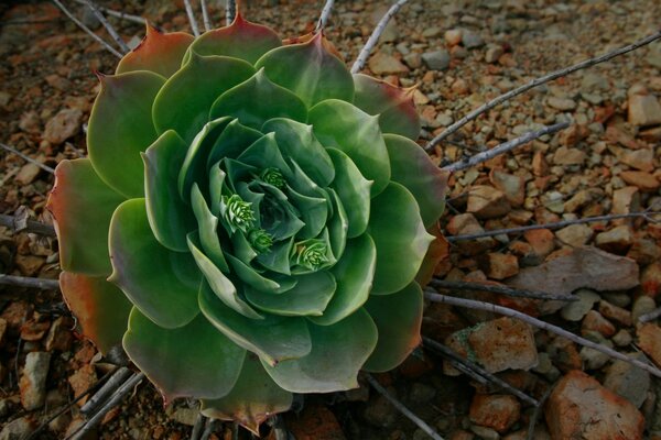 Cacto incrível em uma área deserta