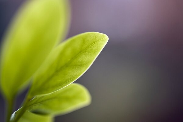 Fotografia macro di una foglia verde su sfondo viola