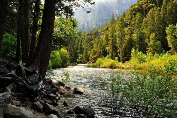 A murmuring river in a summer forest