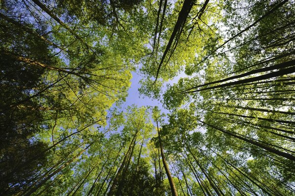 Ein Sommerwald, der in den Himmel fällt