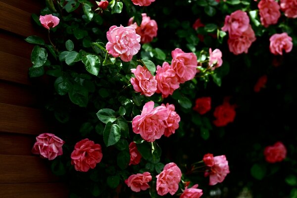 Flower garden, flower leaves