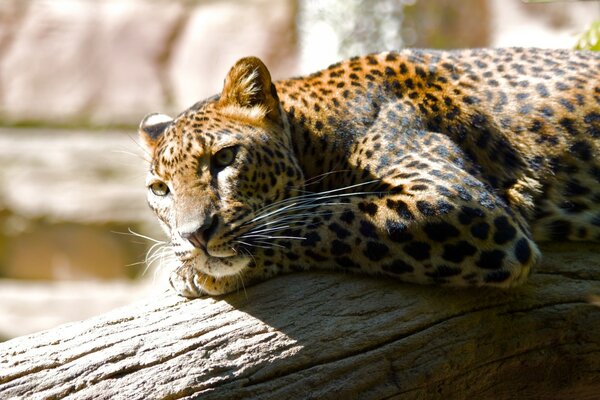 Wildlife predator cat on a tree