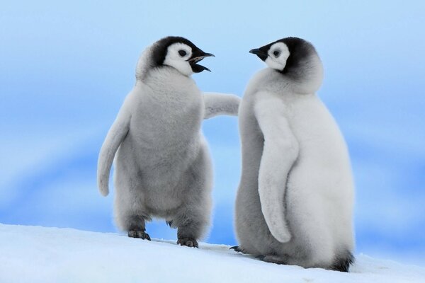 Le différend entre deux pingouins sans enfants