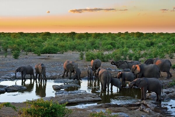 Elephants came to the evening watering