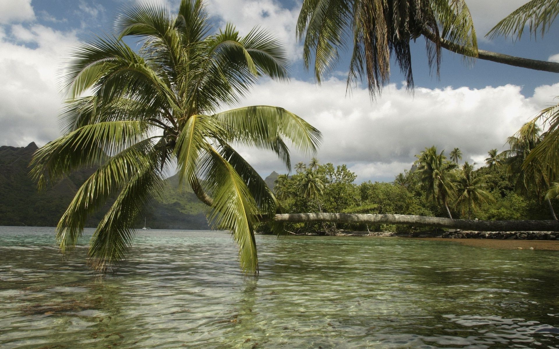 sommer tropisch palmen strand paradies urlaub wasser exotisch kokosnuss sand insel reisen meer idylle ozean baum resort entspannung sonne