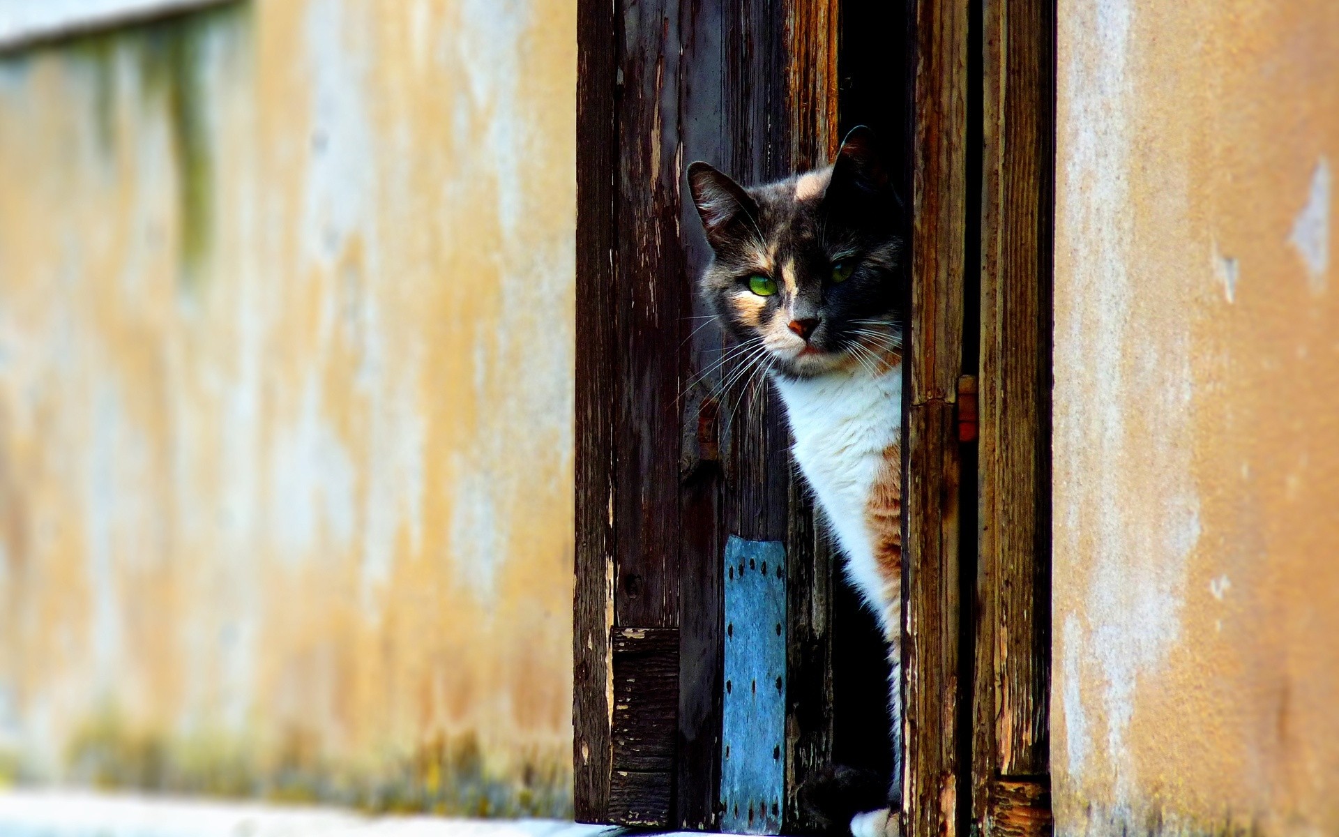 chat chat porte bois animal clôture