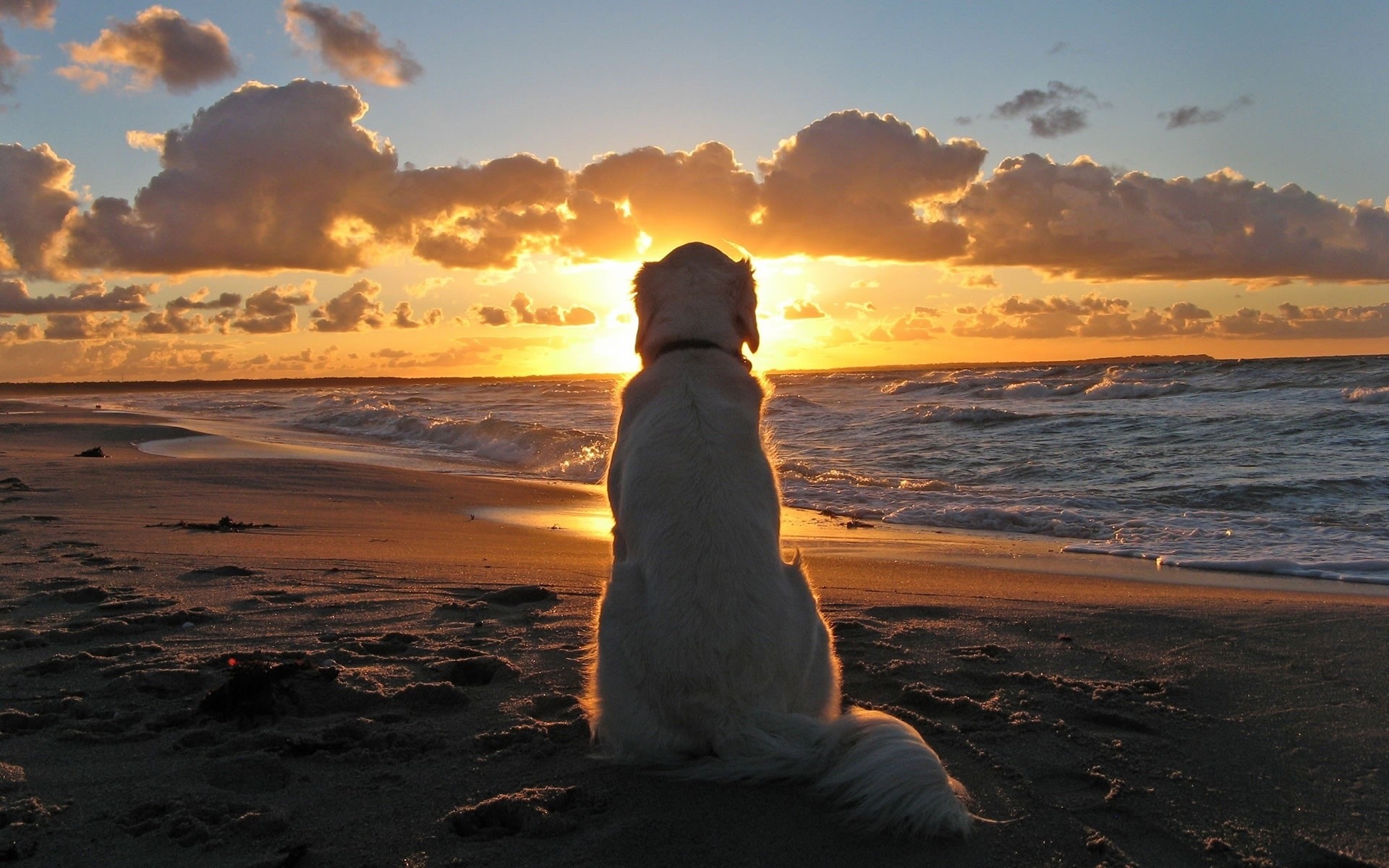 dogs sunset beach sea water dawn sun ocean dusk evening sky seashore sand landscape seascape fair weather