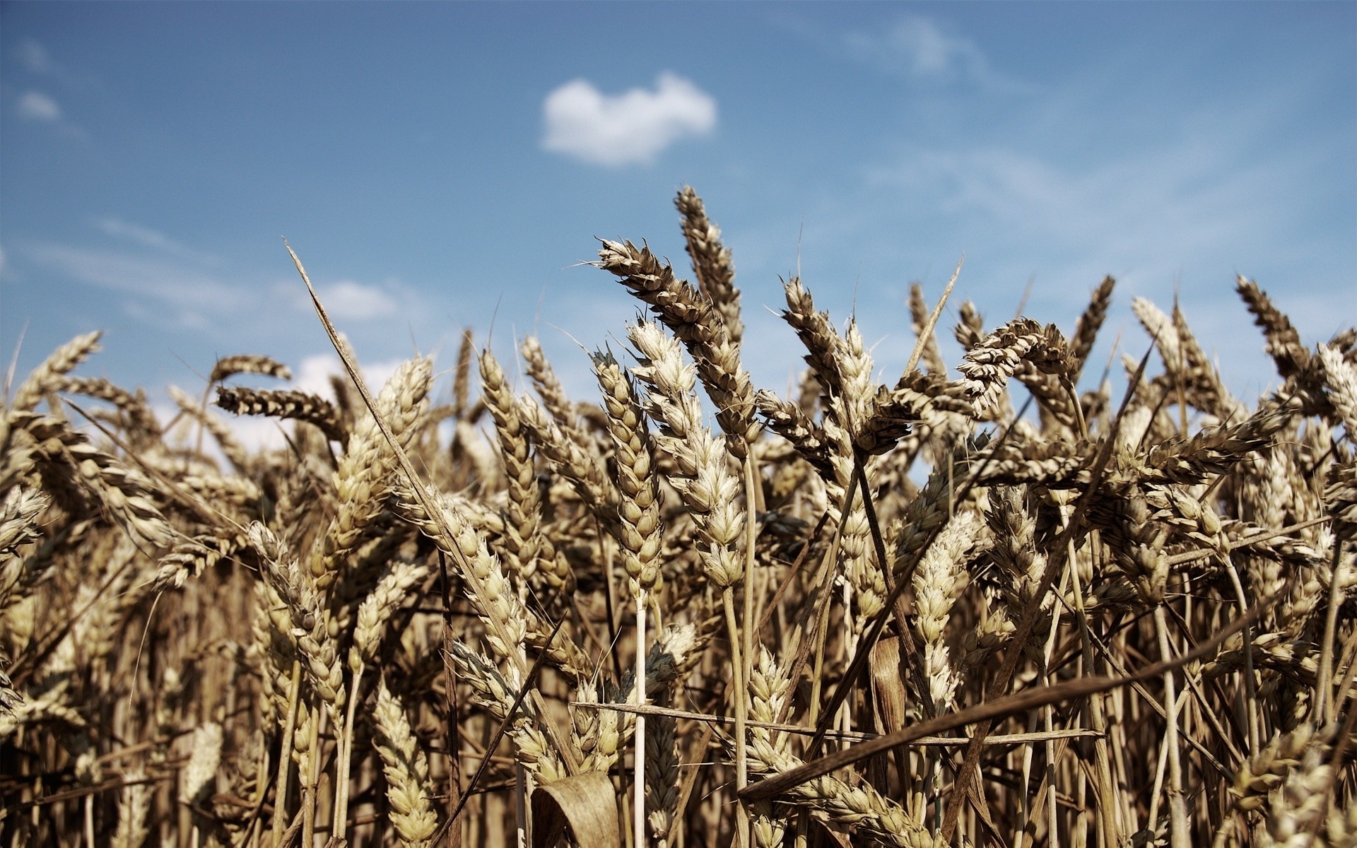 plantas cereales trigo paja cosecha maíz pasto pan rural semilla agricultura centeno granja comida campo cebada oro campo carne país crecimiento