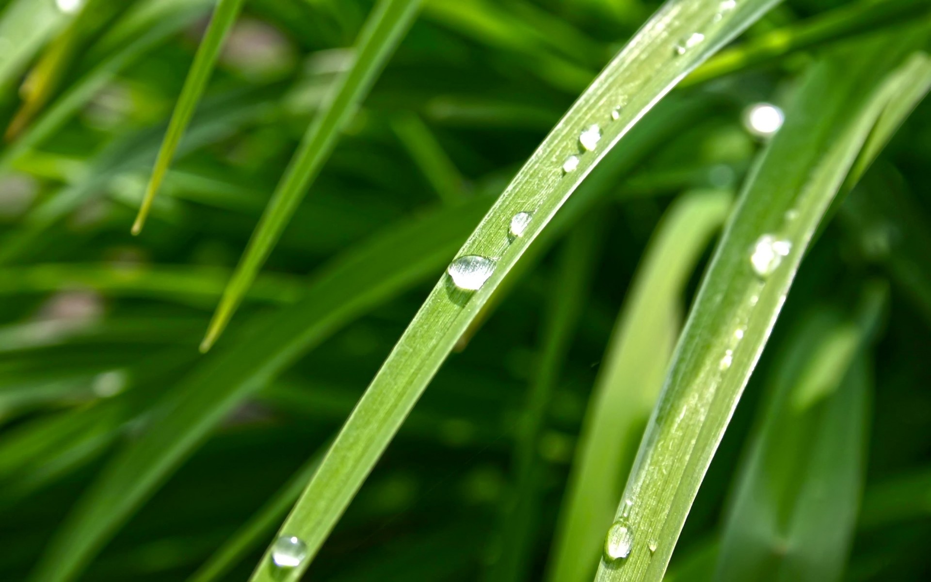 plants flora leaf growth dew drop rain garden grass lush environment nature freshness blade wet purity droplet ecology raindrop lawn